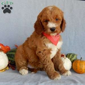 Scout (medium), Goldendoodle Puppy